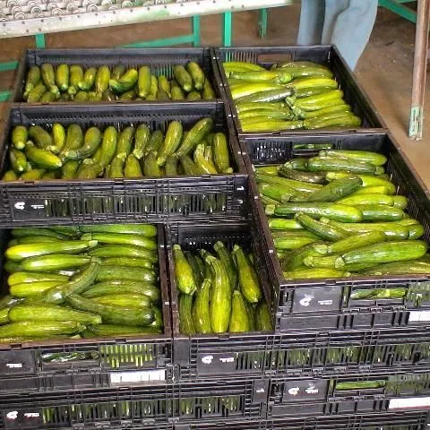 thumbnail for publication: Postharvest Storage, Packaging, and Handling of Specialty Crops: A Guide for Florida Small Farm Producers